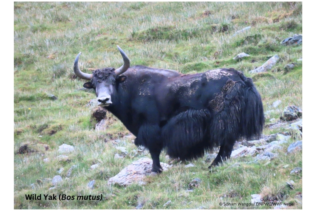 शे–फोक्सुन्डो राष्ट्रिय निकुञ्जमा भेटियो दुर्लभ जङ्गली याक