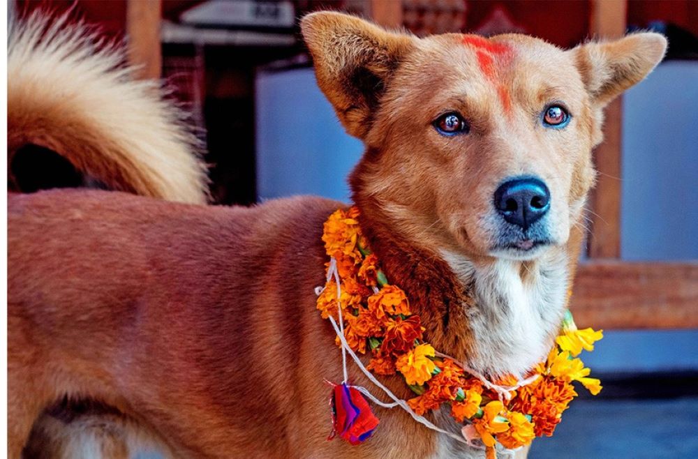 कात्तिक कृष्ण चतुर्दशीः नरक चतुर्दशी, कुकुर तिहार