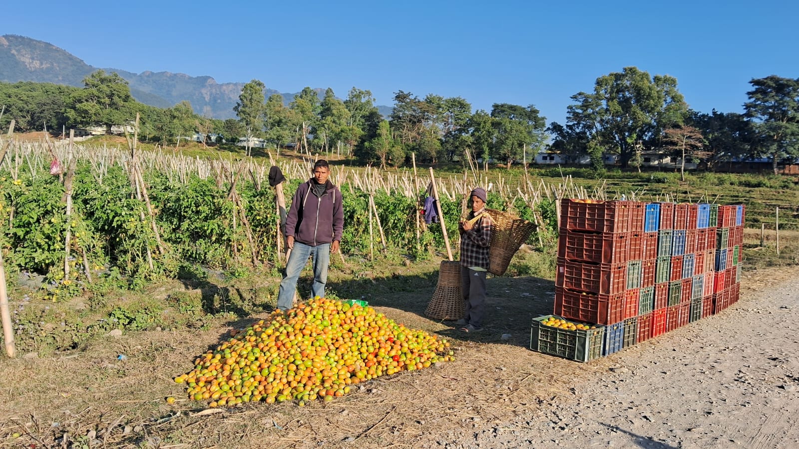 गोलभेँडा बेचेर वार्षिक सात लाख मुनाफा