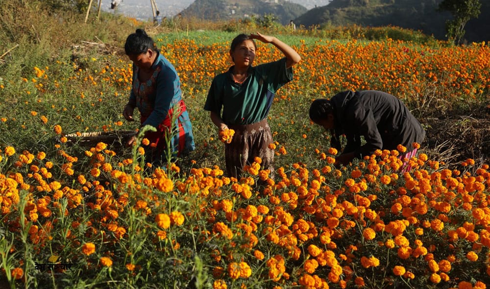 तिहारका लागि फूल तयार