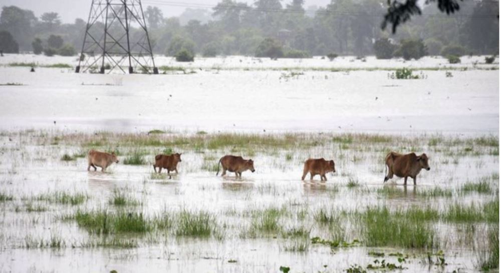 Assam Floods: 92 animals dead, 95 rescued in Kaziranga National Park