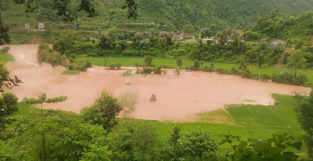 नुवाकोटमा बाढीले सयौँ रोपनी धानखेत बगरमा परिणत