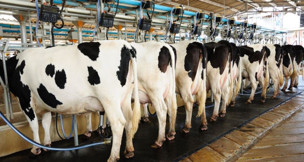 दूध उत्पादक किसानलाई प्रोत्साहनस्वरुप ४३ लाख अनुदान