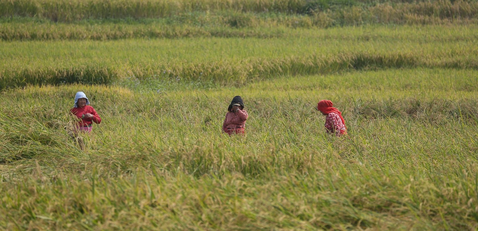 दाङमा धान उत्पादन बढ्यो