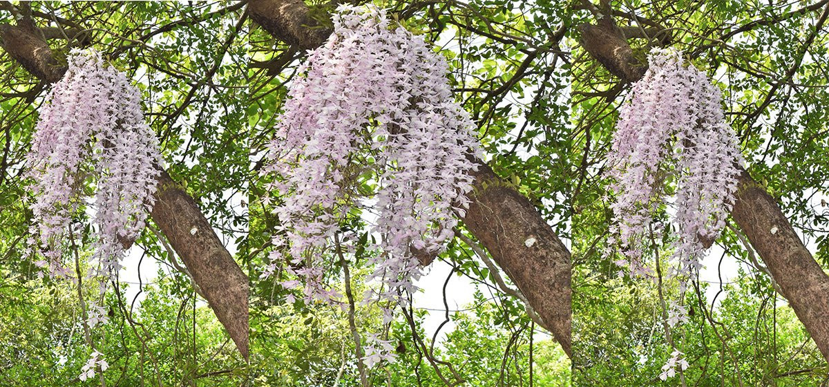 अन्नपूर्ण क्षेत्रमा दुई सय २३ प्रजातिका सुनाखरी