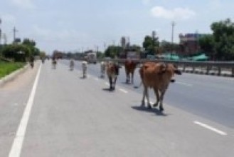 भोक मेटाउन सङ्घर्ष गर्दै सडकका पशु