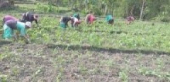 लकडाउनमा किसान मकै गोड्दै