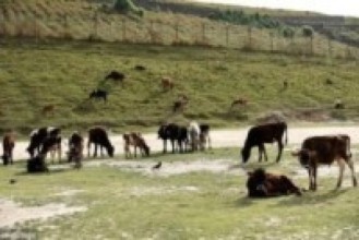 गोठाटारमा राष्ट्रिय गौ उद्यान, उपत्यकाका छाडा गाई बाच्छा संरक्षण