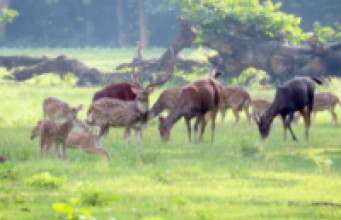 चर्दै गरेका जरायो र चित्तल 