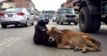 राजधानीमा तीन हजार छाडा गाईबाच्छा, स्थानीय सरकार मौन  