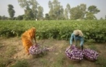 सर्लाहीबाट ३ अर्बकोे तरकारी निर्यात