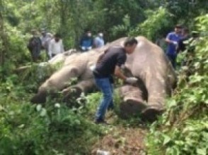 आँखा फुटेको हात्तीलाई बेहोस बनाएर उपचार 