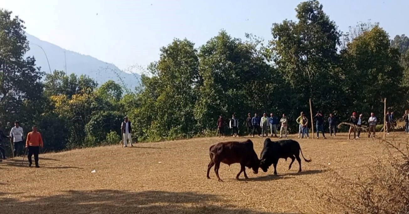 गोरु जुधाइ प्रतियोगिता  