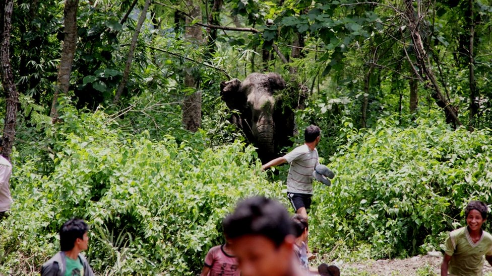 रौतहटमा हात्तीको उपद्रोबाट स्थानीय त्रसित