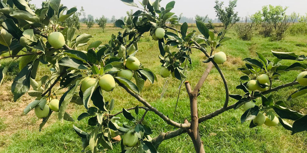 तराईको गर्मीमा पनि लटरम्म स्याउ