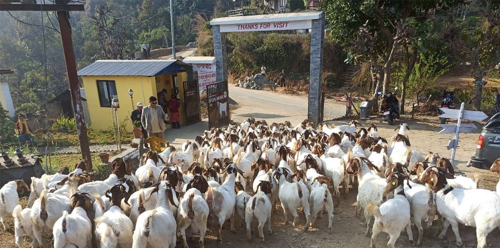 बोयर बोका र खरी जातको बाख्राको माग उच्च