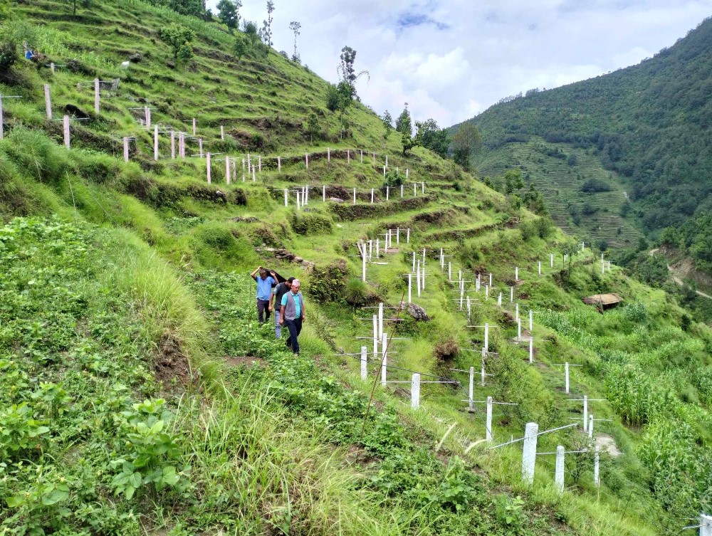 चक्लाबन्दीपछि बाँझो जग्गा हराभरा