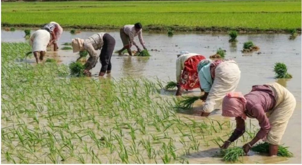 सर्लाहीमा खेतीयोग्य जमिन मासिदै