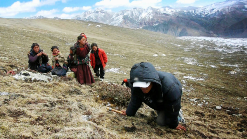 बुकीमै बसेर यार्सागुम्बाको खोजी