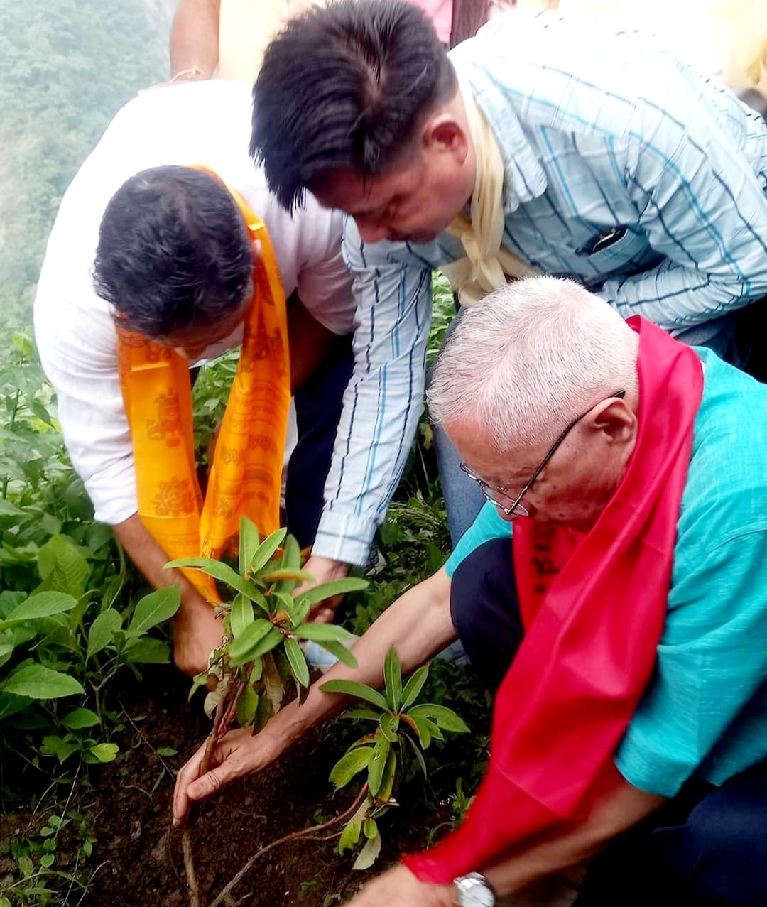 धरान वंशीलामा कांग्रेसद्धारा लाली गुरांसको विरुवा रोप्ने कार्य सम्पन्न