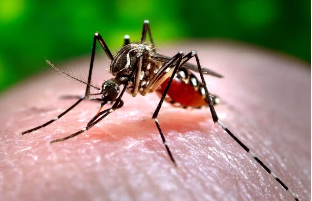 Dengue patients up in Kaski