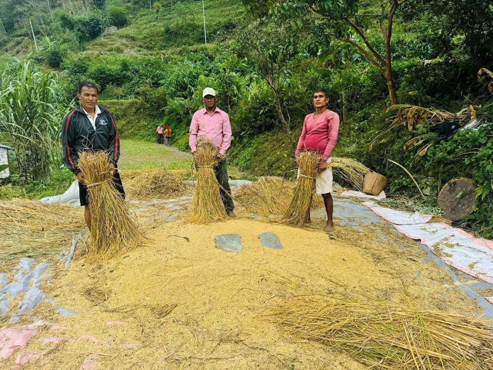 म्याग्दीमा धान र कोदोको उत्पादन बढ्यो