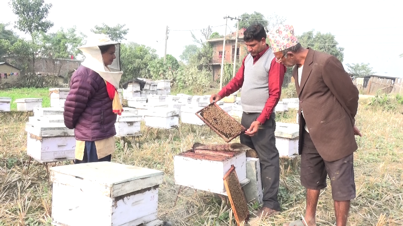 वार्षिक सात टन मह उत्पादन गरेर कुस्त कमाउँदै घोराहीका घर्ती