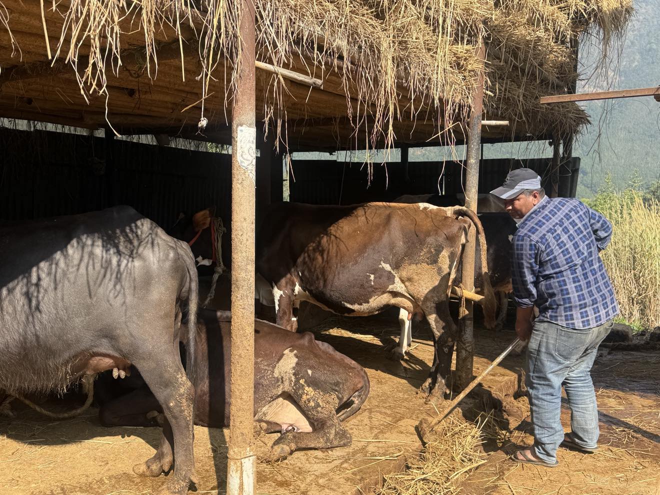 दूध बेचेर वार्षिक ३० लाख आम्दानी