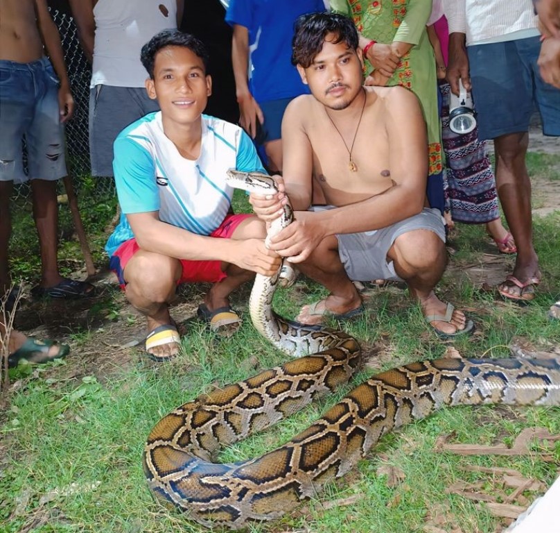 उखुबारीबाट ब्रुमाइज पाइथान (अजिङ्गर)को उद्धार