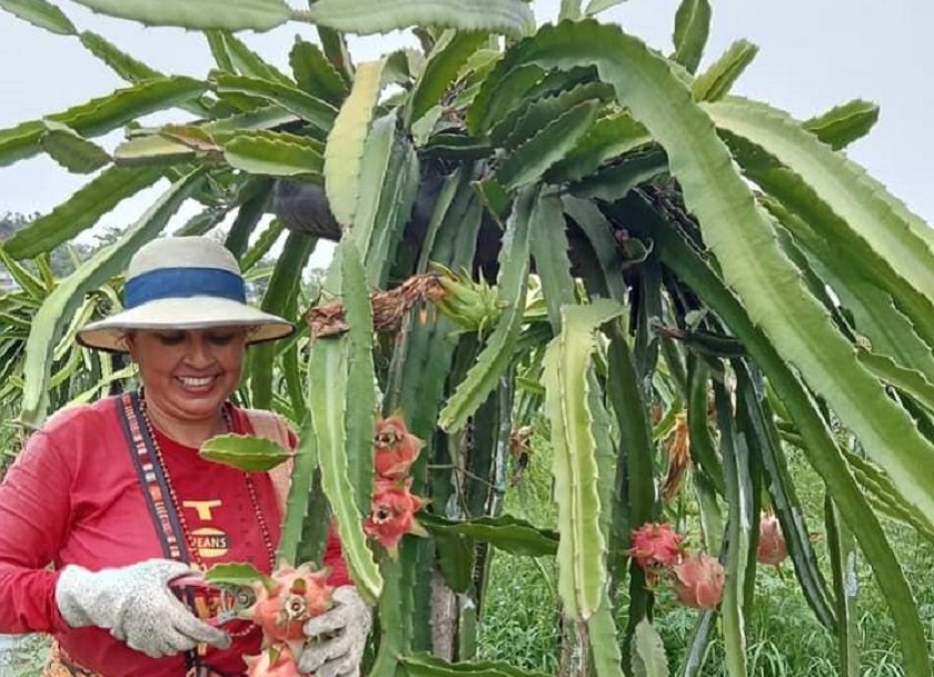 ड्रागन फ्रुट बिक्रीबाट वार्षिक रु १६ लाख आम्दानी