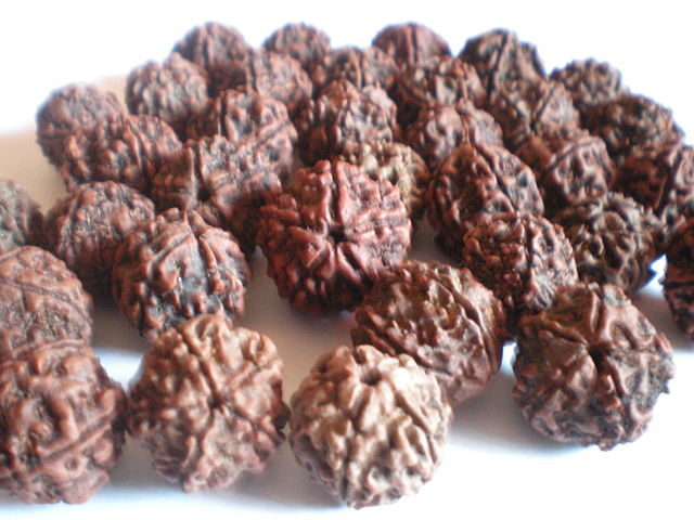 rudraksha