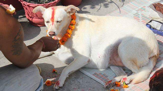 तिहारको आज दोस्रो दिन, घर घरमा कुकुर पुजा गरि मनाइदै