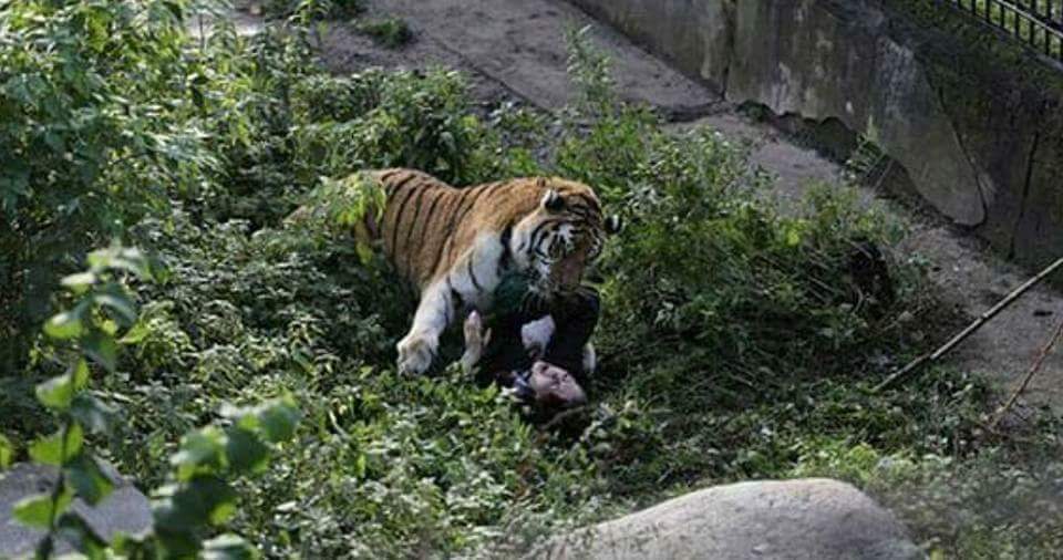 शिबरात्रीको दिन दुखत खबर गुण्डुमा बाघको आक्रमणमा बालकको मृत्यु