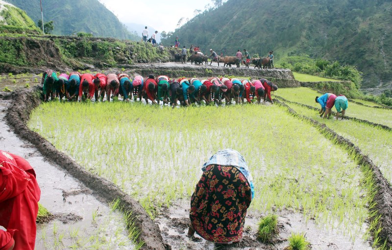 आज असार १५ : धान दिवस,रोपेर मनाइदै