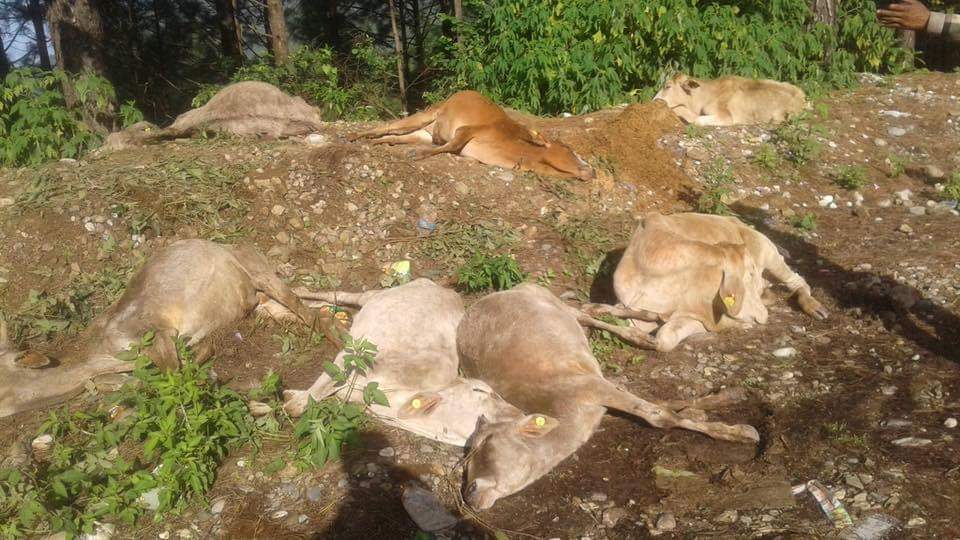 सुर्खेतमा मरेका गाईको दोषी पत्ता लगाइ कारबाहि गर्न रा.प्रजातान्त्रिक युवा संगठन( सयुक्त)को माग