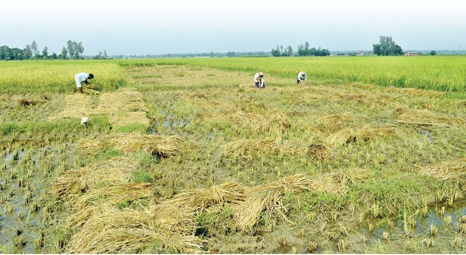 एक पटक धान रोपे तर दुई पटक बाली भित्र्याए