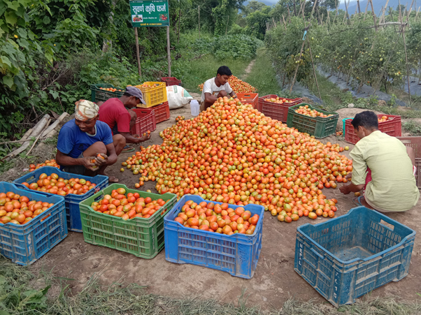 हरी जिसीको बेमौसमी तरकारी उत्पादन