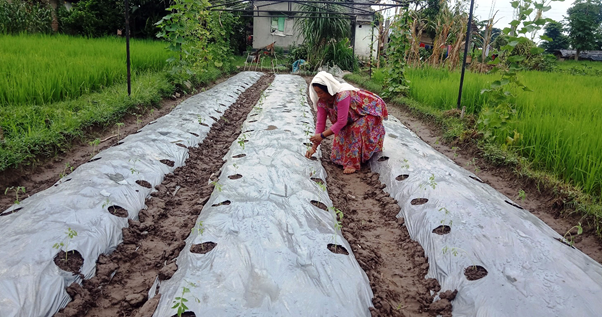 गोलभेडाको बेर्ना रोप्दै किसान