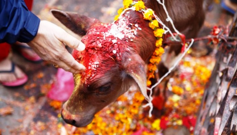 गाई,गोरु र कृषक पूजा