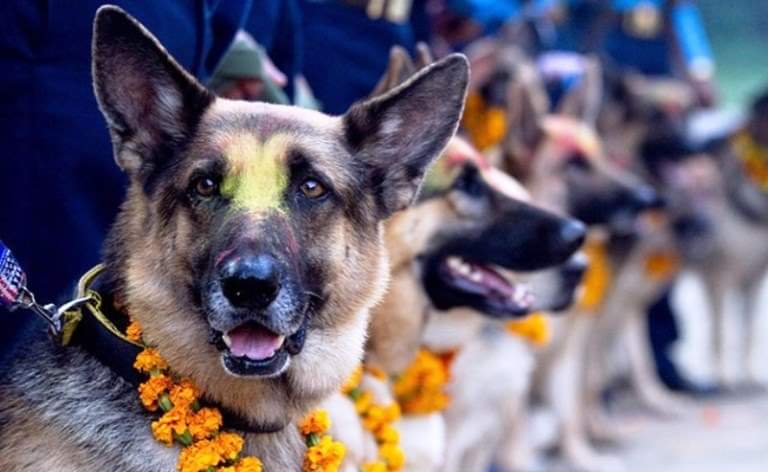 नरके चतुर्दशी, कुकुर तिहार