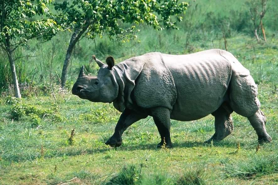 नवलपरासीमा गैँडाको आक्रमणमा परी मृत्यु