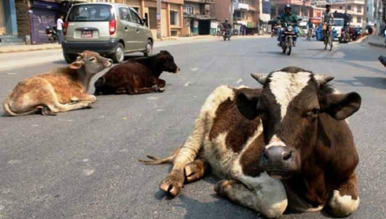 छाडा पशुचौपायाको व्यवस्थापनका लागि कार्यदल गठन